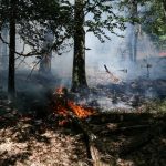 Incendio arrasa el bosque de Fontainebleau, cerca de París