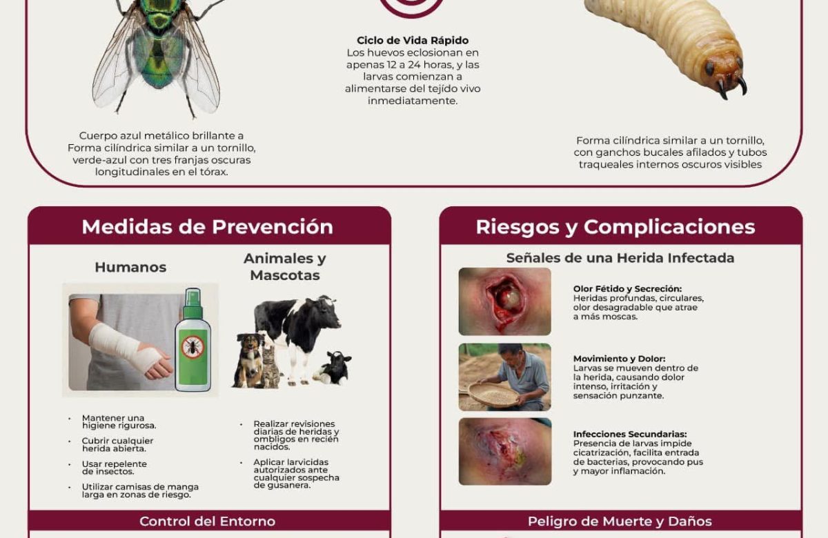 Trabaja Gobierno de Zacatecas en vigilancia y prevención de miasis por Gusano Barrenador del Ganado